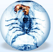 horoscop saptamanal zodia scorpionului