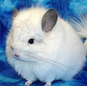 cu se intretine ingrijeste Chinchilla