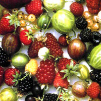cate calorii au fructele lista tabel calorii fructe