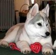 husky siberian