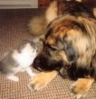 despre rasa Caine Leonberger