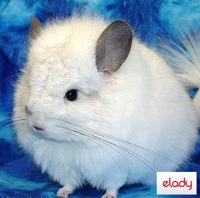 cu se intretine ingrijeste Chinchilla