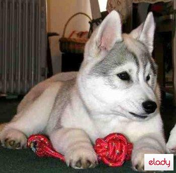 husky siberian